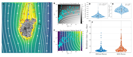 Graphical abstract for Hidden comet tails of marine snow impede ocean-based carbon sequestration