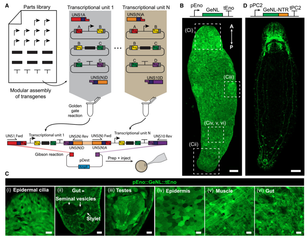 Graphical abstract for A genetic and microscopy toolkit for manipulating and monitoring regeneration in Macrostomum lignano