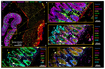 Graphical abstract for Fluid-Squid: DIY Multiplexed Imaging of Cells and Tissues
