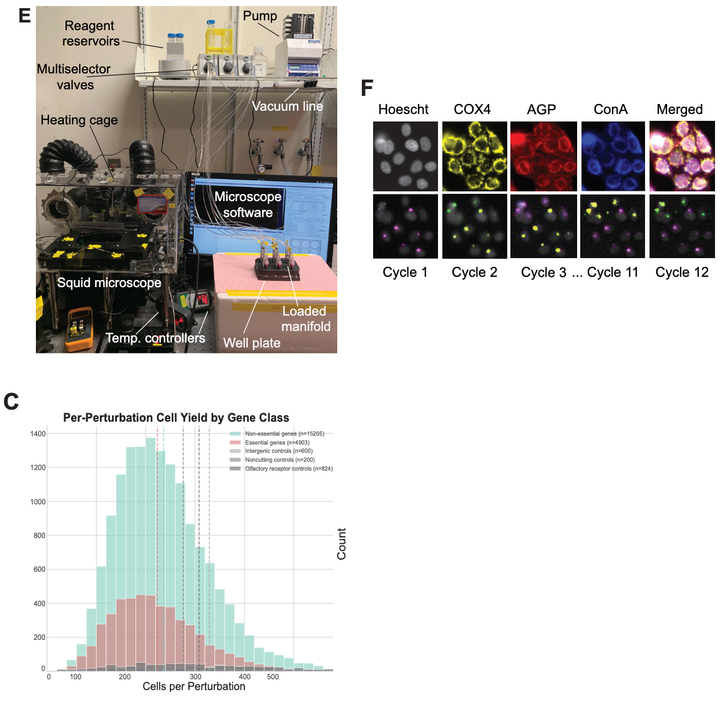 Graphical abstract for The one-week automated genome-wide optical pooled screen