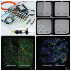 Graphical abstract for Squid: simplifying quantitative imaging platform development and deployment