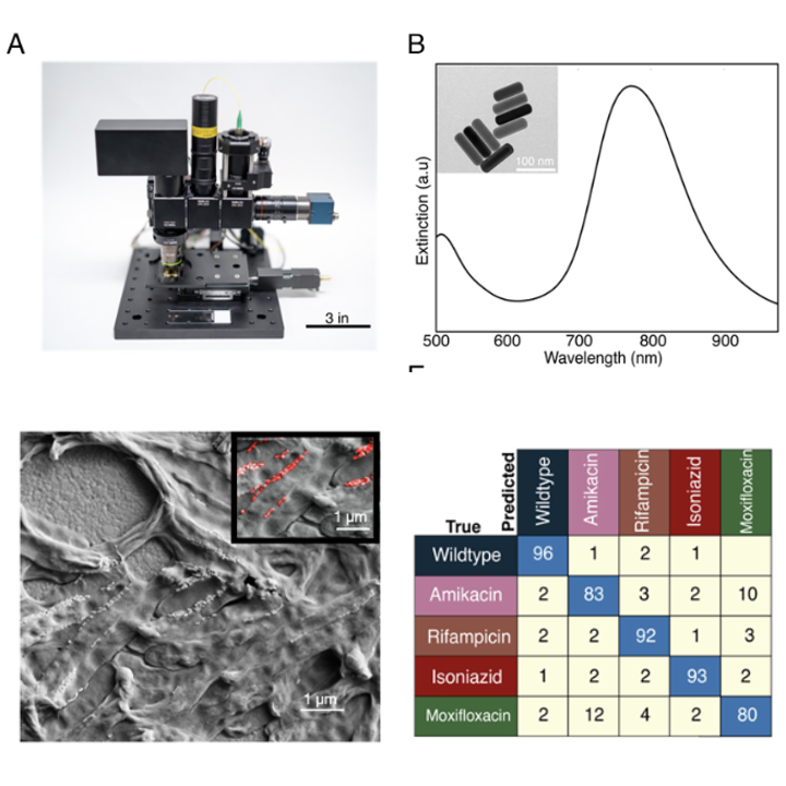 Graphical abstract for Rapid, antibiotic incubation-free determination of tuberculosis drug resistance using machine learning and Raman spectroscopy