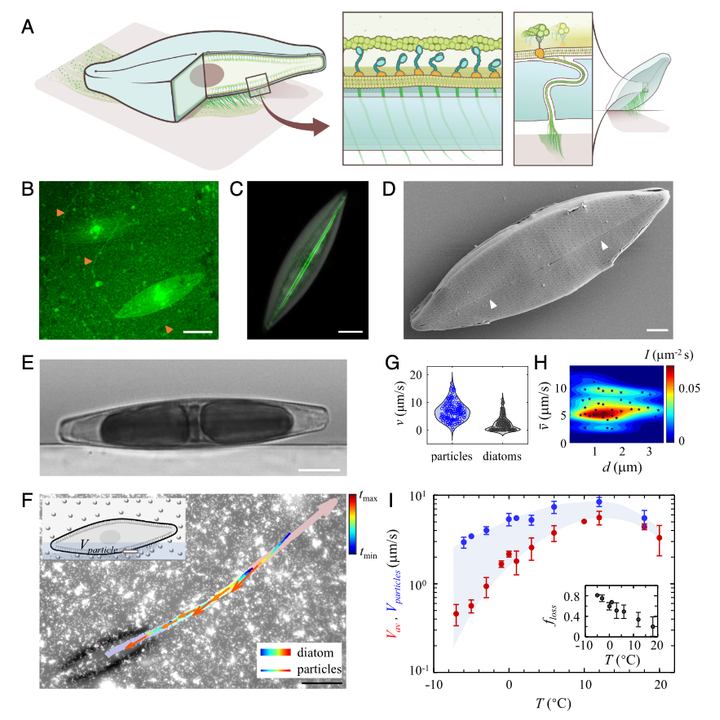 Graphical abstract for Ice gliding diatoms establish record-low temperature limits for motility in a eukaryotic cell