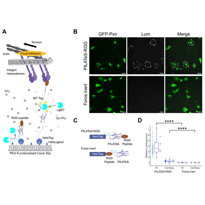 Graphical abstract for Split Luciferase Molecular Tension Sensors for Bioluminescent Readout of Mechanical Forces in Biological Systems